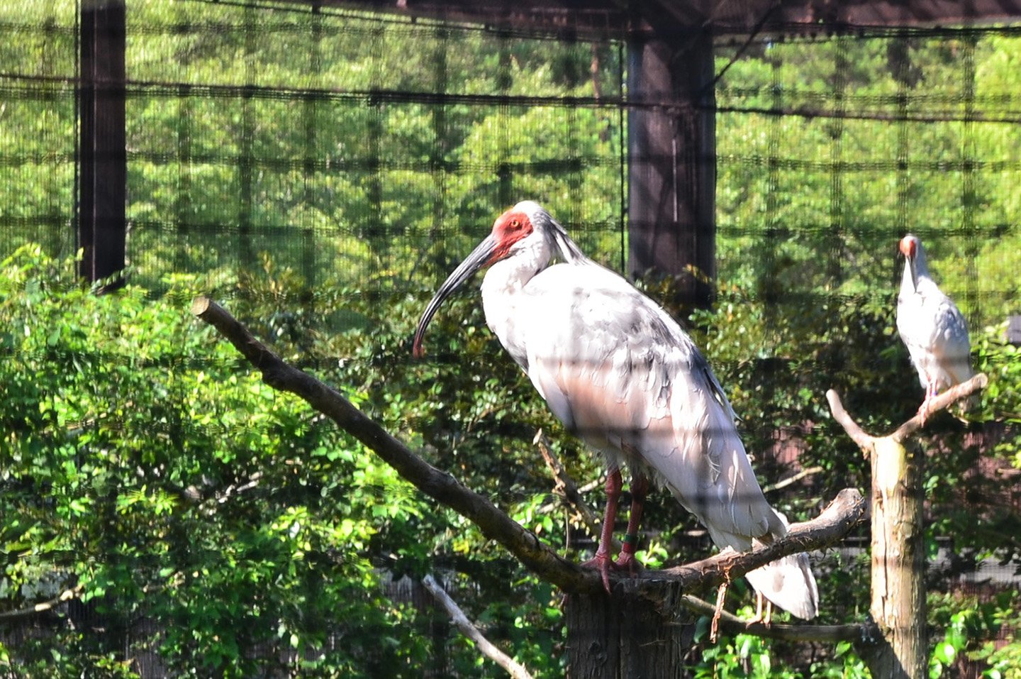 🌳 따오기의 숲 공원 (토키노모리 코엔) 이미지 6